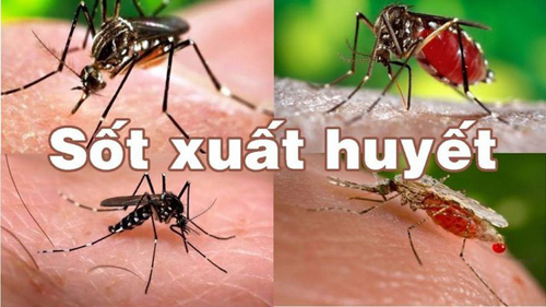 Sốt xuất huyết và các bài thuốc y học cổ truyền hỗ trợ điều trị