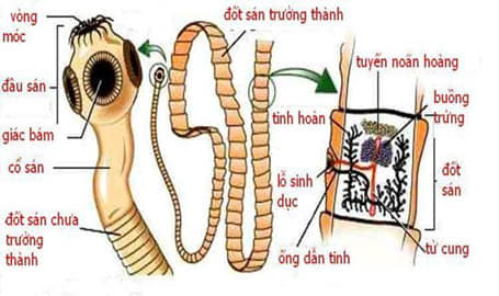 Tiếp nhận và xử lý ca nhiễm sán dây tại Phòng khám ký sinh trùng Trung tâm Kiểm soát bệnh tật tỉnh.