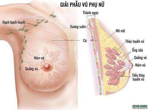 Ung thư vú: Các dấu hiệu nhận biết sớm