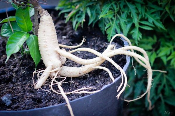 Thuốc và món ăn cho sản phụ ít sữa, thiếu sữa