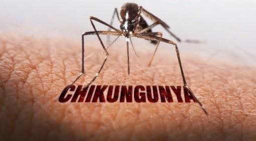 Bộ Y tế khuyến cáo người dân thực hiện các biện pháp phòng bệnh Chikungunya